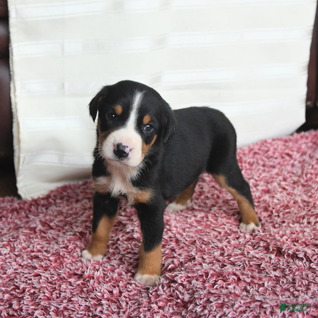 Greater Swiss Mountain Dog dogs for sale: Charlotte - Image 3