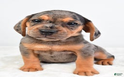 Beabull dogs for sale: Stella - Image 2