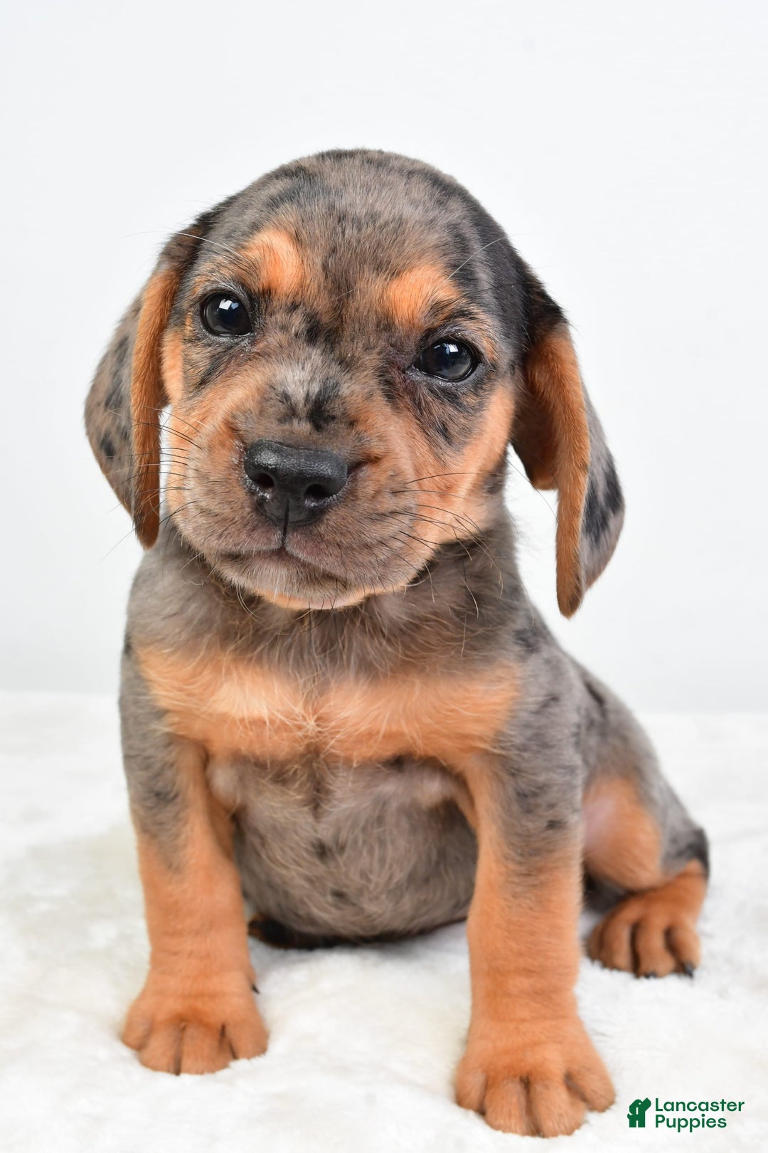 Beabull dogs for sale: Stella - Image 2