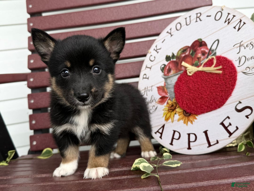Shiba Inu dogs for sale: Emery - Image 6