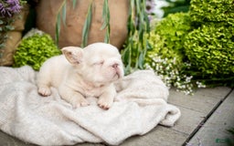 French Bulldog dogs for sale: Kingston - Image 11