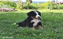 Bernese Mountain Dog dogs for sale: Virgil - Image 8