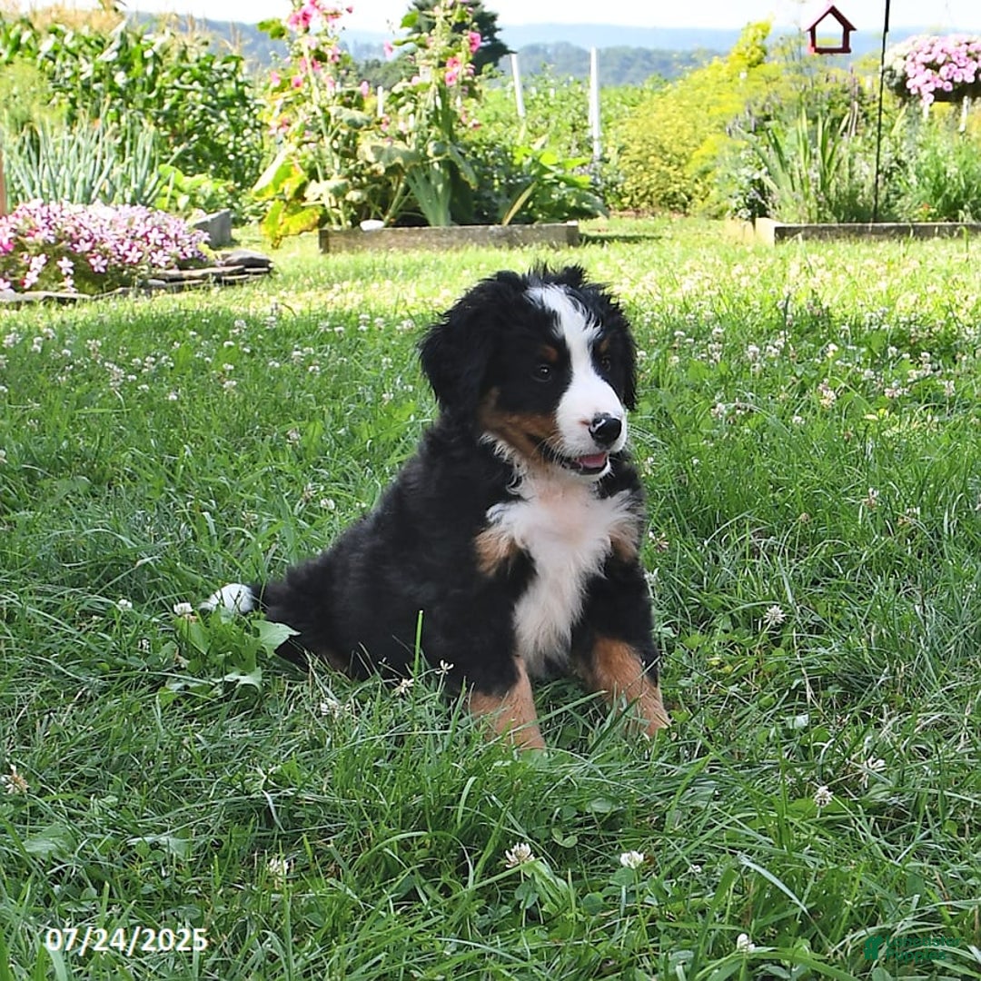 Bernese Mountain Dog dogs for sale: Virgil - Image 8
