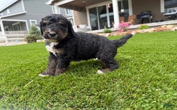 Bernedoodle dogs for sale: 1 - Image 2