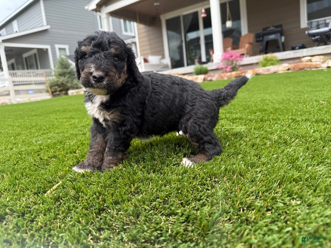 Bernedoodle dogs for sale: 1 - Image 2