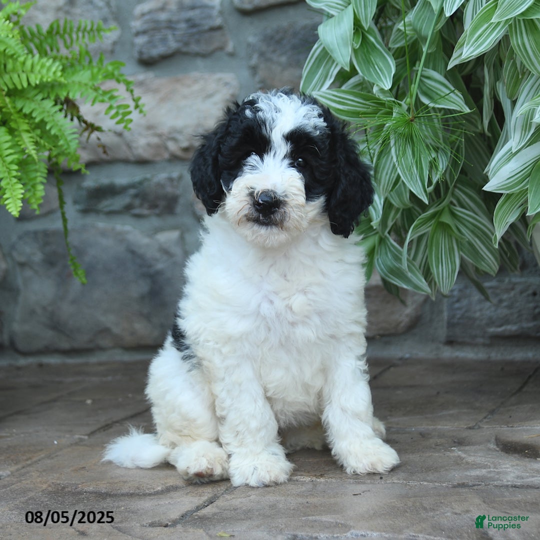 Bernedoodle dogs for sale: Jade - Image 3