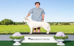 Siberian Husky dogs for sale: Aadi - Image 4