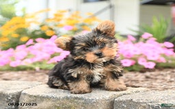 Yorkshire Terrier dogs for sale: Lacey TOY SIZE - Image 3