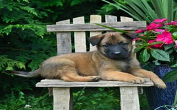 Belgian Malinois dogs for sale: Belgian Malinois 9 puppies - Image 15