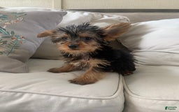 Yorkshire Terrier dogs for sale: Max - Image 4
