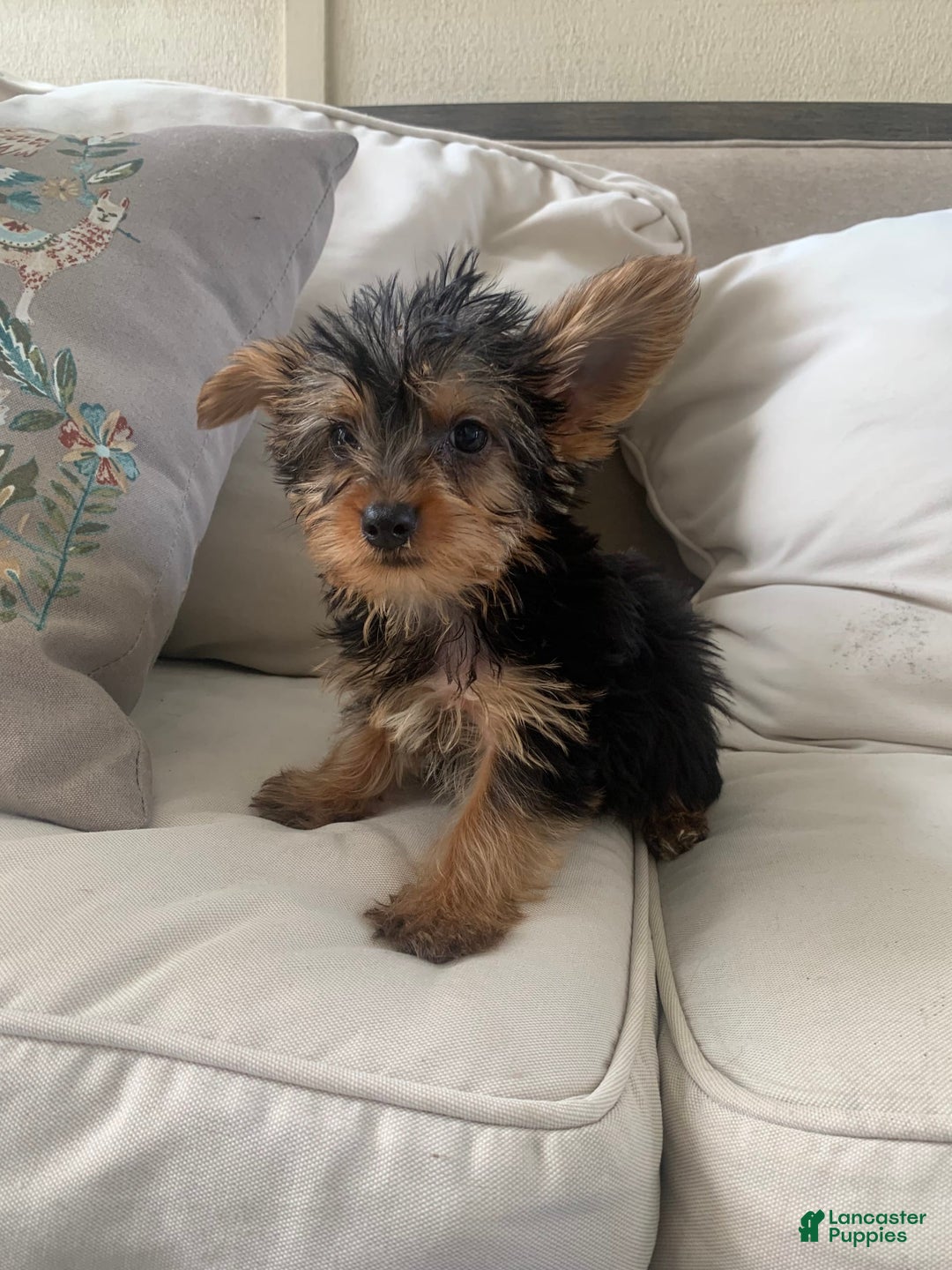 Yorkshire Terrier dogs for sale: Max - Image 4