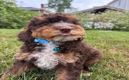 Mini Goldendoodle dogs for sale: Ruffles - Image 1