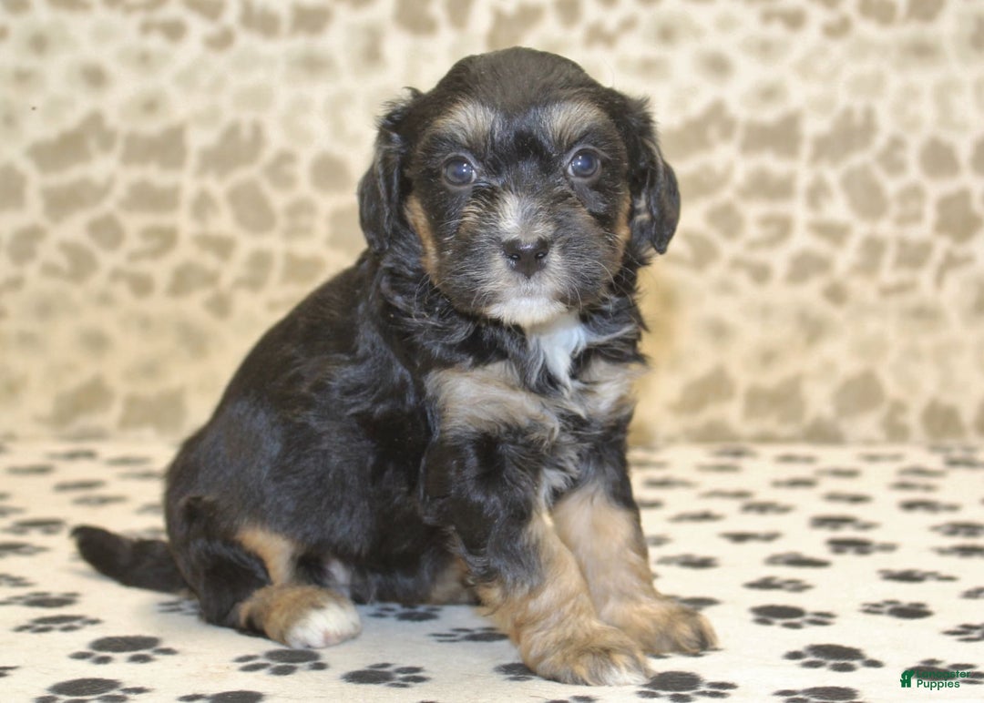 Mini Bernedoodle dogs for sale: Mini Bernedoodle 9 puppies - Image 2