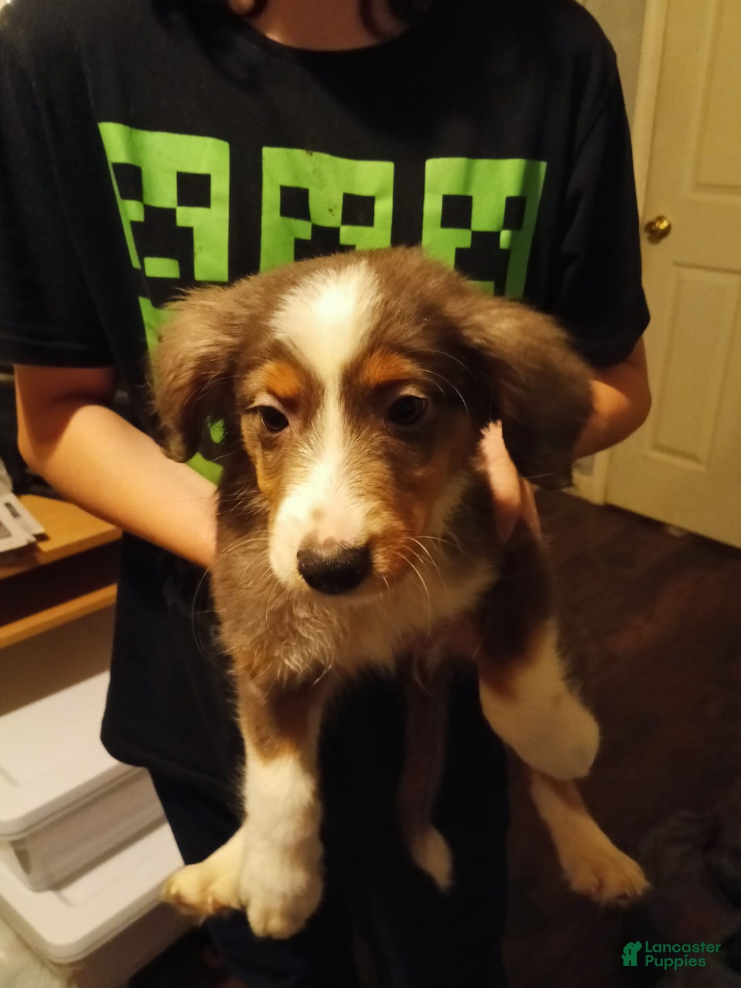 Miniature Australian Shepherd dogs for sale: Wyatt - Image 1