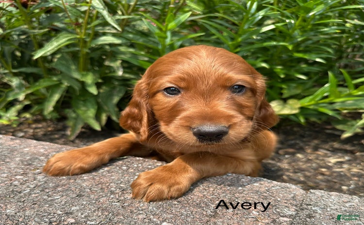 Irish Setter dogs for sale - Ad 4