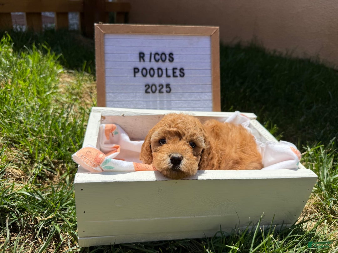 Toy Poodle dogs for sale: Honey - Image 3