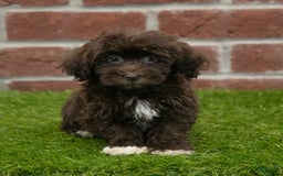 Havanese dogs for sale: Logan - Image 1
