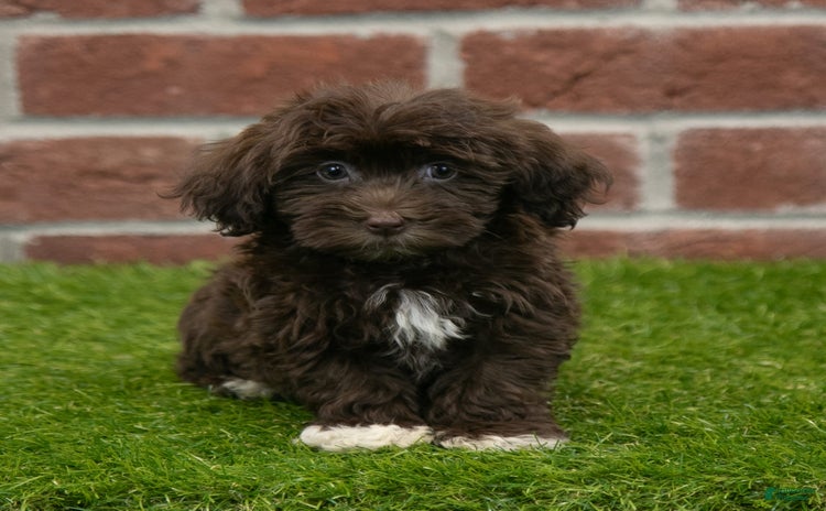 Havanese dogs for sale - Ad 1