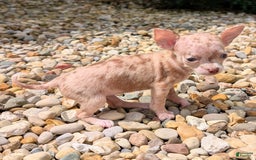 Chihuahua dogs for sale: Sweat Pea - Image 8