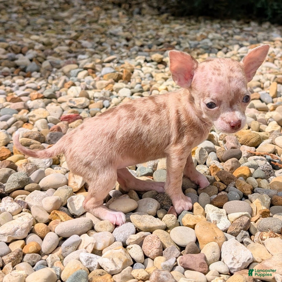 Chihuahua dogs for sale: Sweat Pea - Image 8