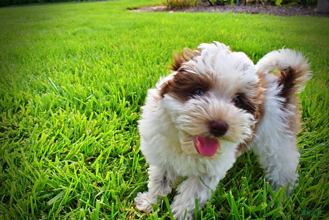 Havapoo dogs for sale: Vixen - Image 23