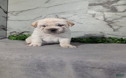 Mini Hippo dogs for sale: Cody - Image 8
