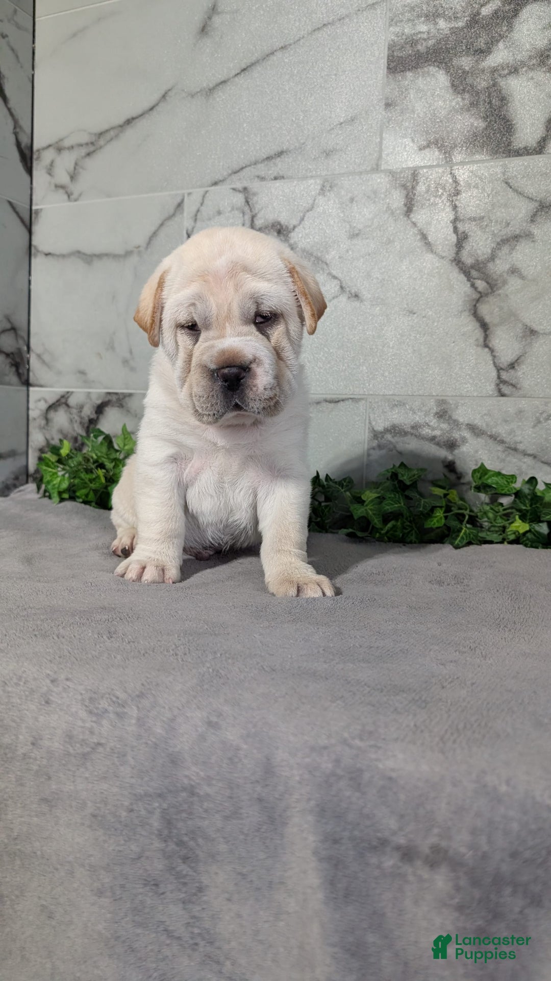 Mini Hippo dogs for sale: Cody - Image 8