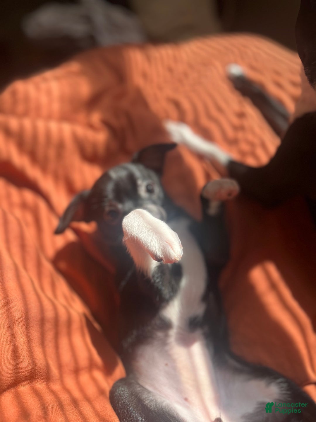 Chihuahua dogs for sale: Puppy A - Image 2