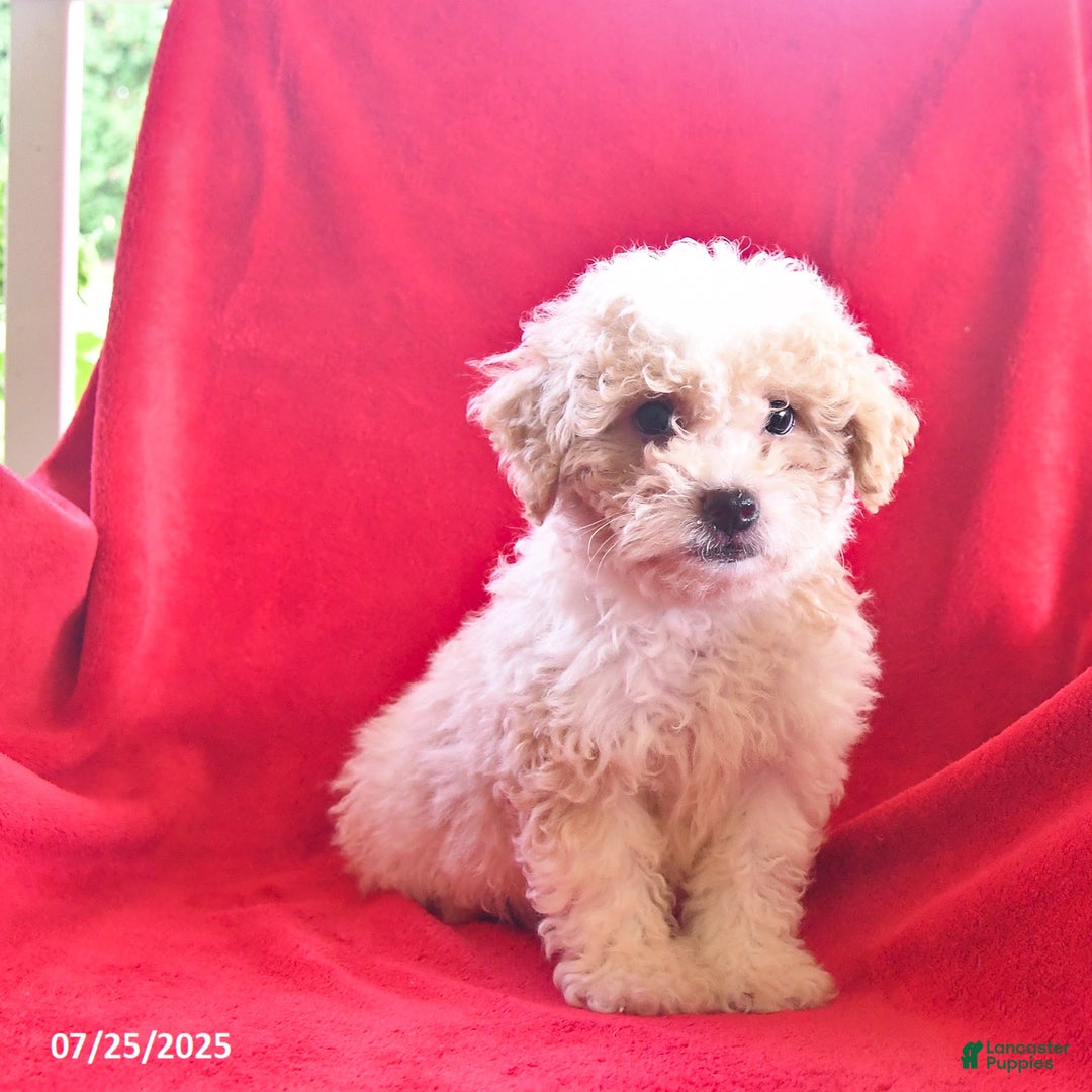 Bichpoo dogs for sale: Sammy - Image 4