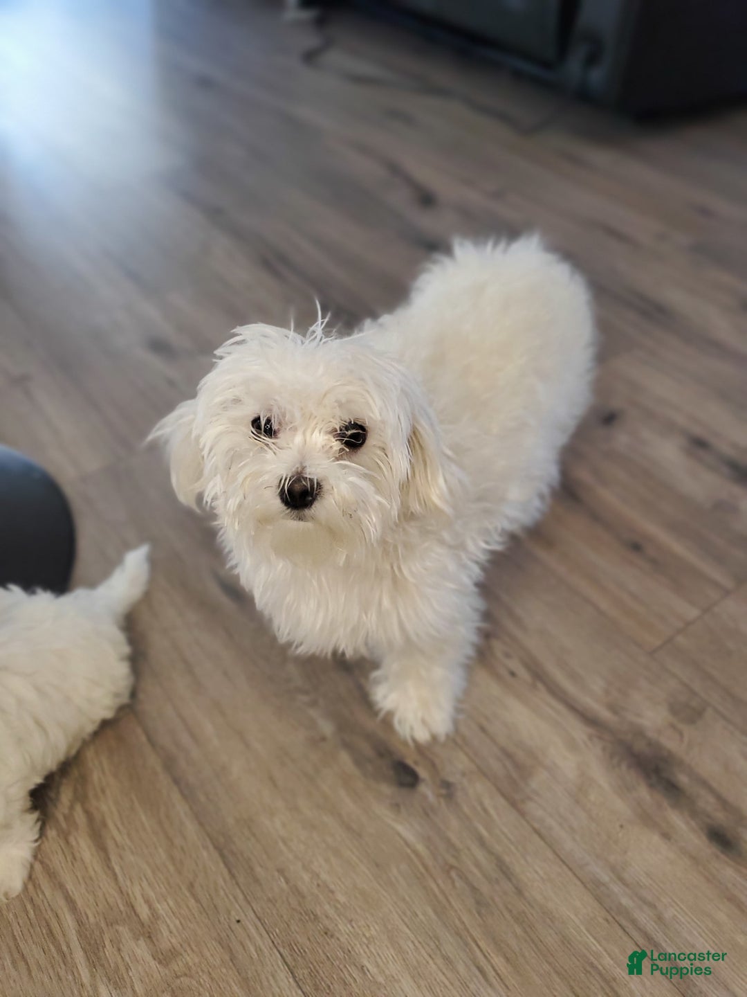 Maltese dogs for sale: Papaya - Image 13