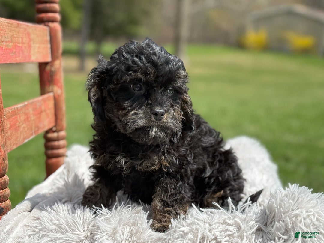 Cavapoo dogs for sale: Kingston - Image 8