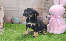 Catahoula Leopard Dog dogs for sale: Juliet 2025 F1 Catahoula Puppy - Image 8