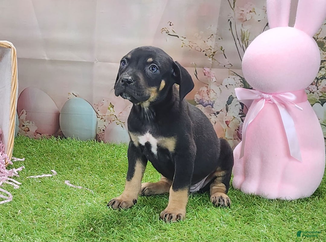 Catahoula Leopard Dog dogs for sale: Juliet 2025 F1 Catahoula Puppy - Image 8