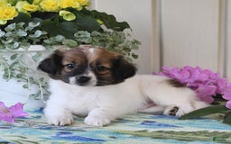 Papillon dogs for sale: Chico - Image 19