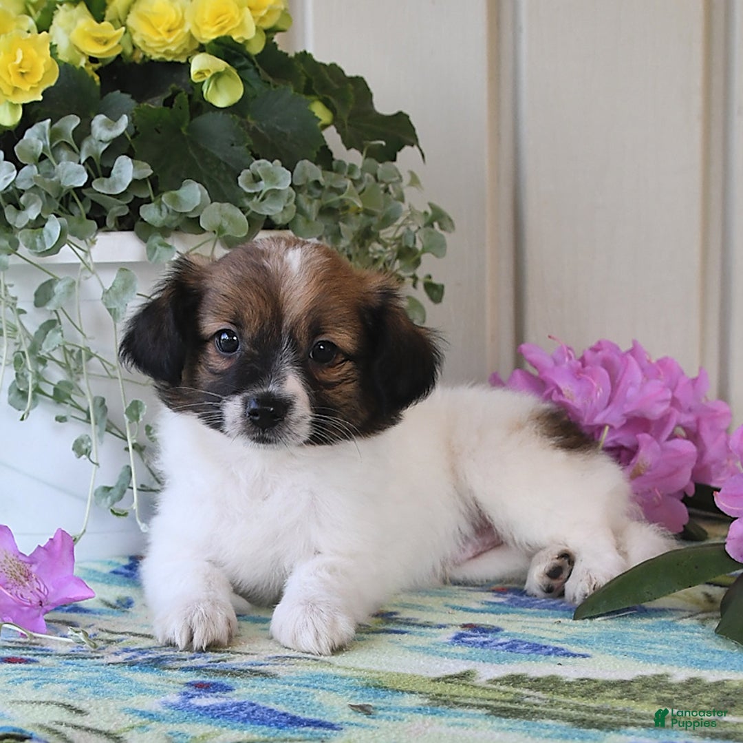 Papillon dogs for sale: Chico - Image 19