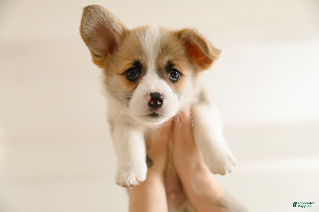Alaskan Husky dogs for sale: Alaskan Husky Puppy 1 UPD - Image 5