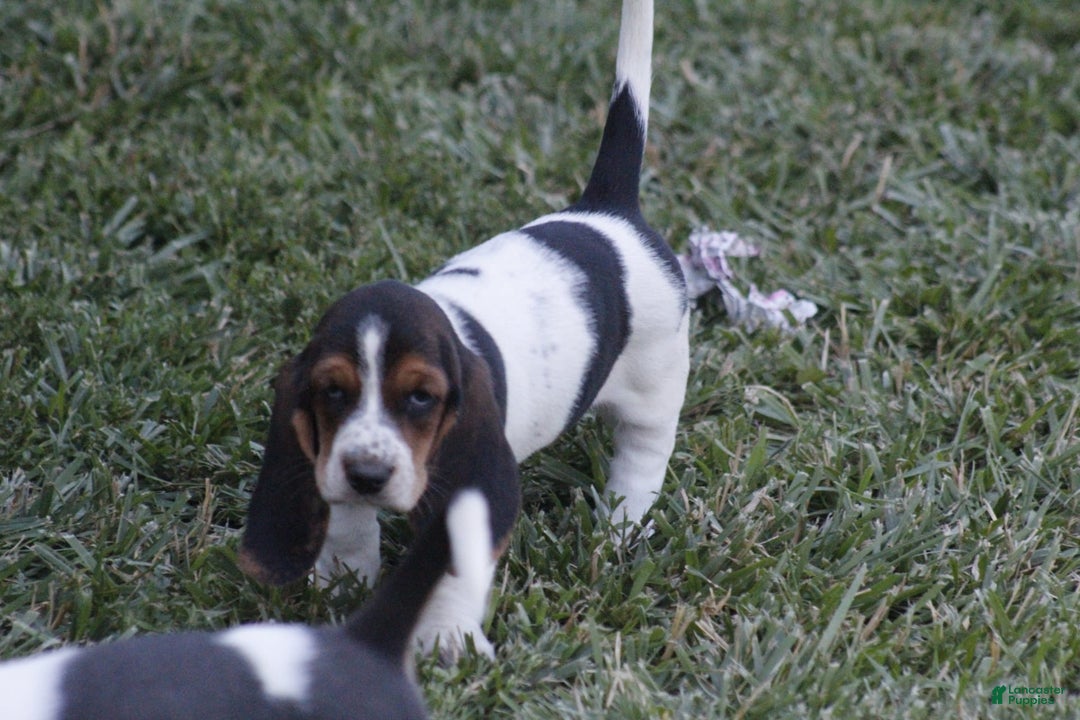 Basset Hound dogs for sale: Ida - Image 1