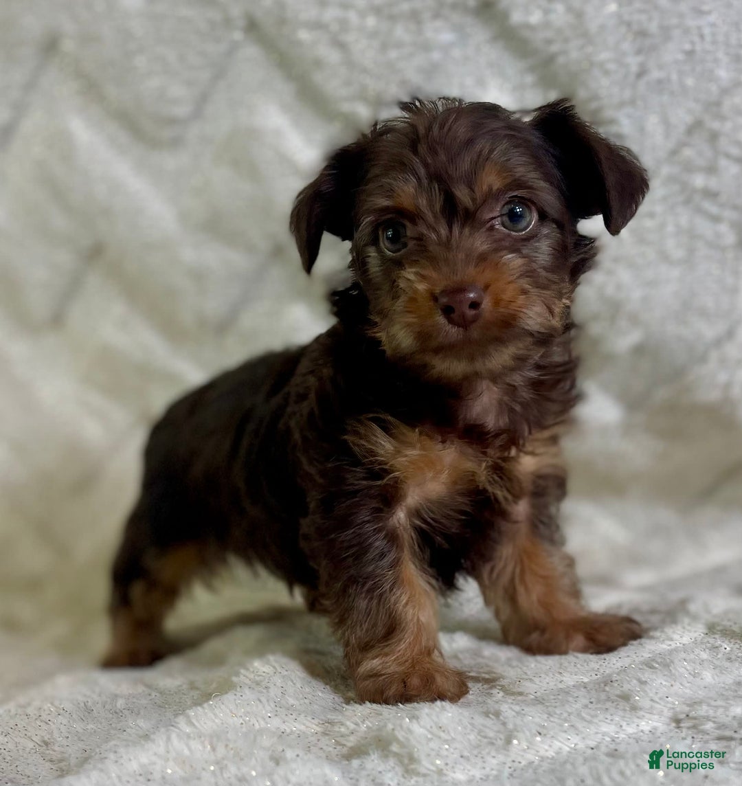 Yorkiepoo dogs for sale: Hershey - Image 5