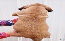 English Mastiff dogs for sale: Peaches - Image 3