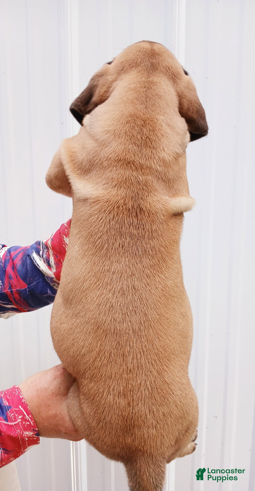 English Mastiff dogs for sale: Peaches - Image 3