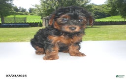 Yorkiepoo dogs for sale: Mia - Image 16