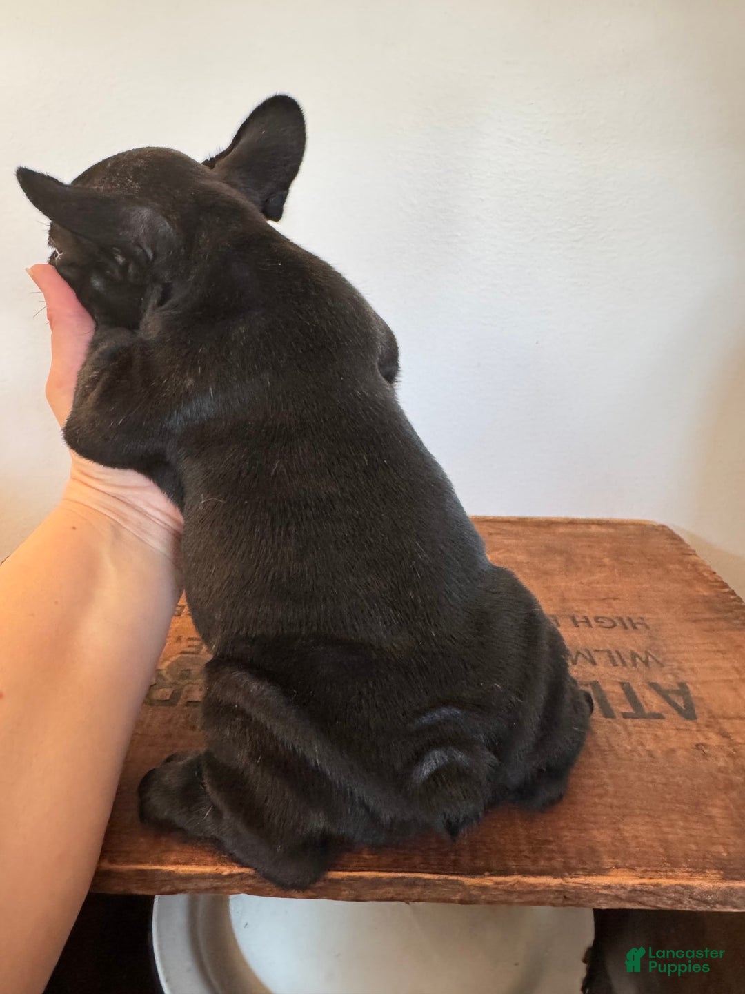 French Bulldog dogs for sale: Flounder - Image 3