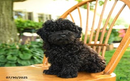 Toy Poodle dogs for sale: Gus - Image 4
