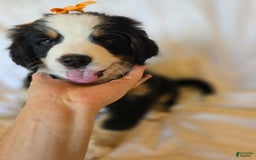 Bernese Mountain Dog dogs for sale: Poppy - Image 3