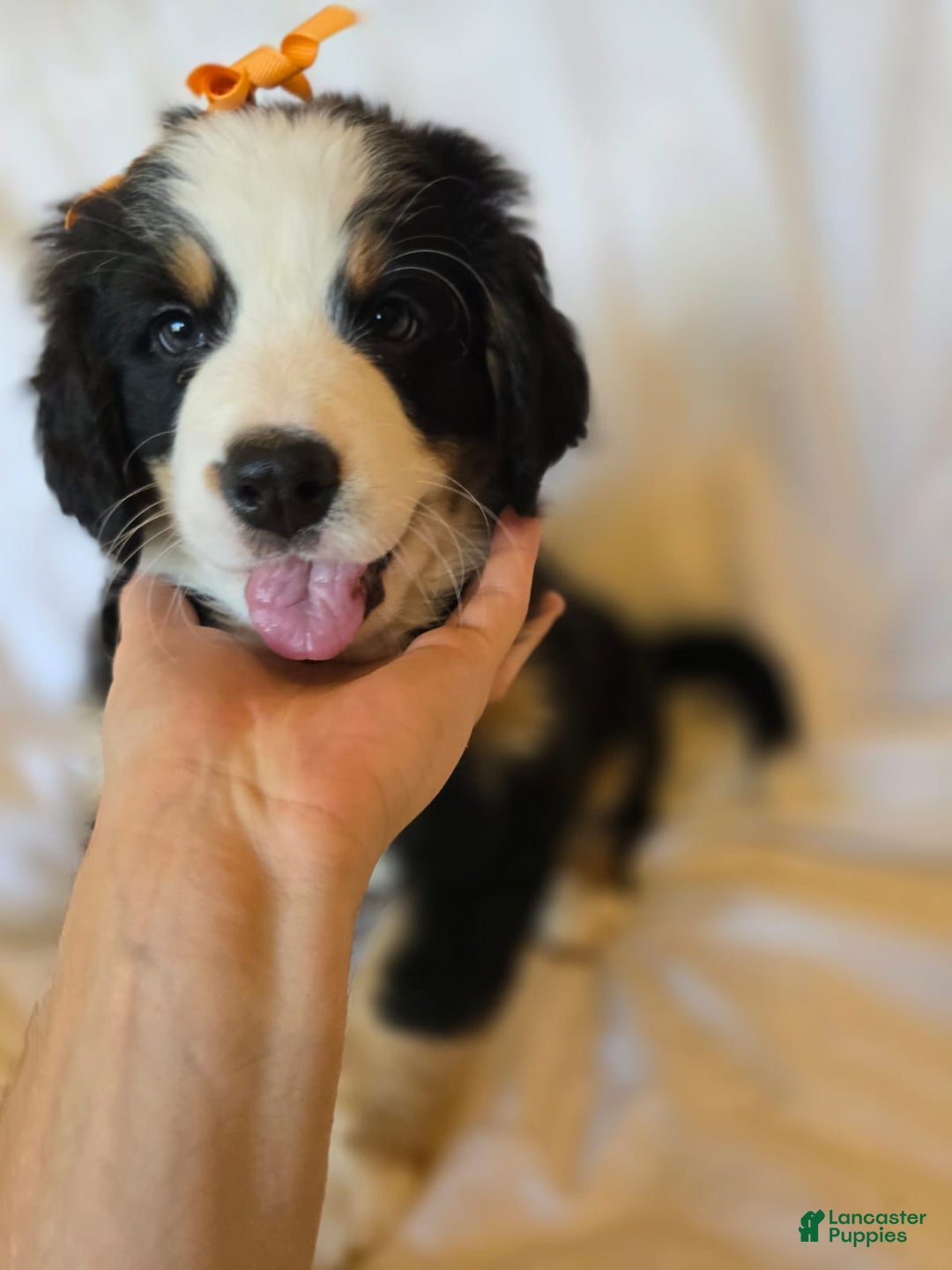 Bernese Mountain Dog dogs for sale: Poppy - Image 3