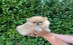 Maltipoo dogs for sale: Destiny - Image 1