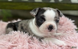 Frenchton dogs for sale: Jaida - Image 12