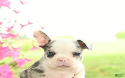 Frenchton dogs for sale: Gloria - Image 4
