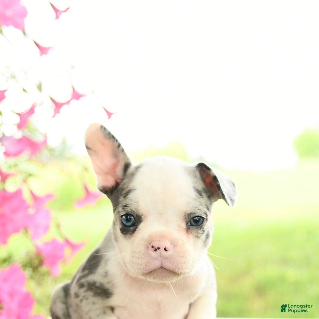Frenchton dogs for sale: Gloria - Image 4