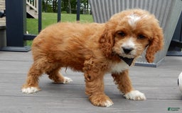 Cockapoo dogs for sale: Lenny - Image 5